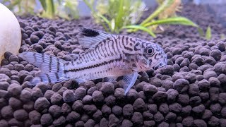 Corydoras julii [upl. by Ab]