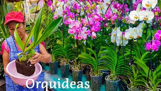 COMO CUIDAR LAS orquideas en casa con estos consejos  ABONO Y RIEGO A ORQUIDEAS [upl. by Sorips]