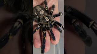 Poecilotheria metallica female [upl. by Brouwer]