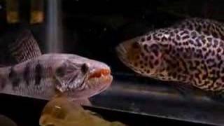 Wolffish vs Jaguar Cichlid [upl. by Britta]