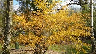 Acer palmatum Katsura Japanese Maple [upl. by Muller]