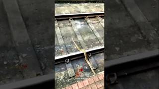 ദ ഹാർട്ട് ബ്രേക്ക് 💔 The Snake gets hit by A train indianrailways shorts train snake [upl. by Bunnie]