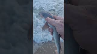 Cute bonnethead shark release at Disney Vero Beach Resort tight lines [upl. by Enaz344]