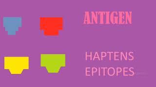 ANTIGEN  HAPTENS  EPITOPES  IMMUNOLOGY [upl. by Lough]