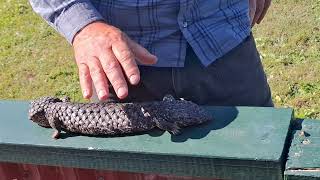 Tiliqua rugosa known as the shingleback or sleepy lizard animal [upl. by Zoeller]