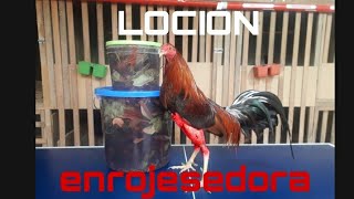 COMO HACER LOCIÓN ENROJESEDORA PARA GALLOS DE PELEA100 efectiva Criadero Gallos Román [upl. by Nerrawed220]