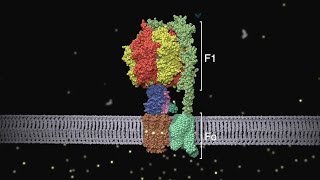 ATP synthase Structure and Function [upl. by Arnaud]