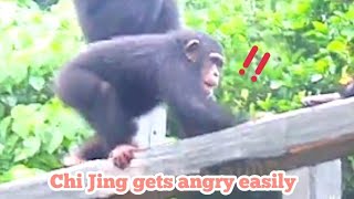 琪靚愛生氣🐵🐵Chimpanzee IntelligenceWildlife Rescue StoriesFunny Animal ClipsAnimal Learning [upl. by Windsor]