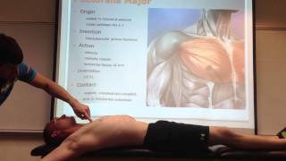 Pectoralis Major Palpation Manual Therapy and Stretch [upl. by Eillo]