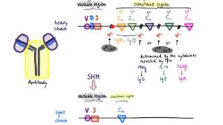 Brandls Basics Somatic hypermutation and class switch recombination [upl. by Haerr]