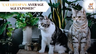 The Secrets of Feline Longevity  Exploring the Average Lifespan of Catsquot  catlover pets viral [upl. by Reffineg856]