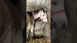 Baby horse finally tastes freedom [upl. by Patric]