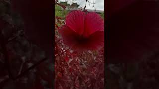 Beautiful and Lovely Cranberry Hibiscus Flower ediblegarden shortvideo chinesegarden malvaceae [upl. by Mont]