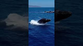 Humpback whale jumps out of water [upl. by Ahto]