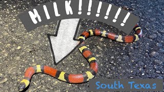 I score a Mexican Milk Snake Finally… Late Spring herping in South Texas [upl. by Harrak]