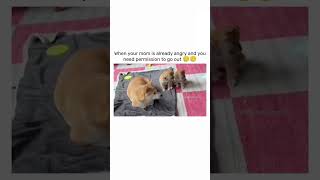 Angry mom 🥲 mother mom dogshorts dogvideos doglover doglovers funny fyp shorts [upl. by Evan294]