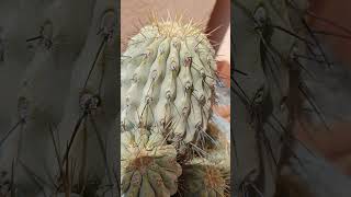 Copiapoa cinerea ssp Haseltoniana Backebcopiapoa cactus plantas suculentas naturaleza [upl. by Maddocks654]