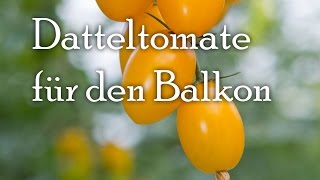 Datteltomaten für den Balkon [upl. by Lennahs]