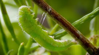 Caterpillar Cocoon Timelapse  BBC Earth [upl. by Eileek]