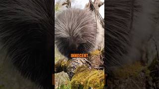 How Porcupines Through Quills  Most Innocent Animale  shorts foryou [upl. by Weibel255]