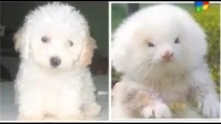 Ferrets Injected With Steroids And Sold As Dogs [upl. by Fraze]