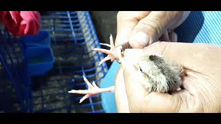 Markings sa sisiw  Gamefowl Breeding  Vlog 5 [upl. by Ruddie]