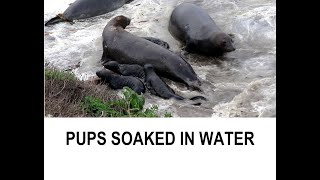 Tsunami waves distress California elephant seal colony [upl. by Danice]