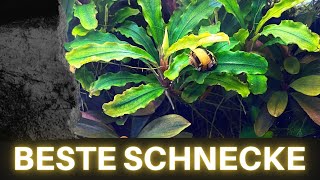 Beste Schnecke🐌 fürs Aquarium  Algenfresser für algenfreies Aquarium  Schnecken im Aquarium halten [upl. by Mokas776]