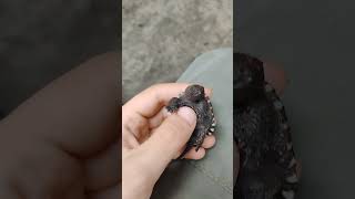 Baby Snapping Turtle nature wildlife turtle [upl. by Sondra]