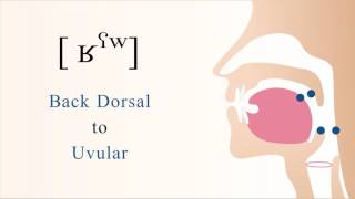 ʁˤʷ  voiced pharyngealized labialized dorsal uvular non sibilant fricative [upl. by Haila587]