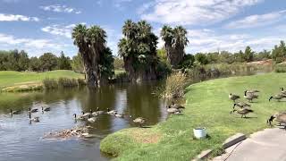 Wildhorse Golf Course in Henderson LBS original background music No copyright infringement [upl. by Driscoll]