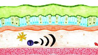 Asthma Pathophysiology [upl. by Neelahtak395]