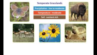 Earths Climate  The Temperate Zone [upl. by Reeba128]