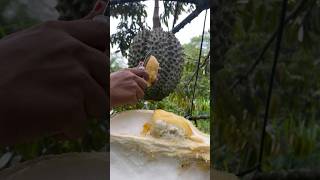 Penghasil durian terbesar di dunia durian [upl. by Yeldud375]