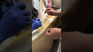 Laparoscopic insemination whitetailveterinarian [upl. by Tray]