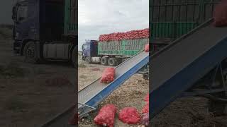 Truck Loading conviar belt 😱😱😱youtubeshorts machine shortsviral [upl. by Alyhc697]