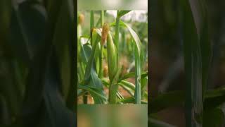 Ive Decided to Grow Bamboo [upl. by Trebmal136]