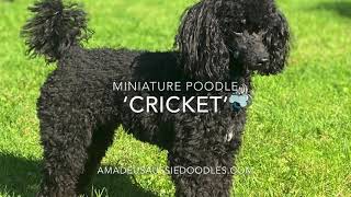 Our miniature black poodle Cricket [upl. by Lacefield]