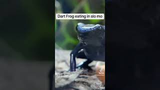 Poison Dart frog eating in slow motion [upl. by Jovitah]