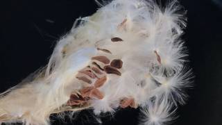 Burning Milkweed Silk from Seeds [upl. by Yelda]