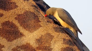 Redbilled Oxpecker [upl. by Melc]