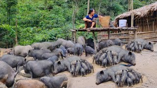 Full video 100 days A 5year journey of raising pigs in the forest Isolated life [upl. by Vidda847]