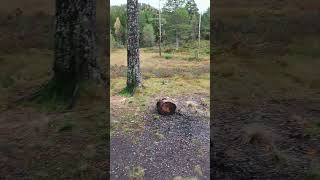 Bear watching us make coffee at a fire Svarttjønna Steinkjer Norway norwegiannature [upl. by Pearce]