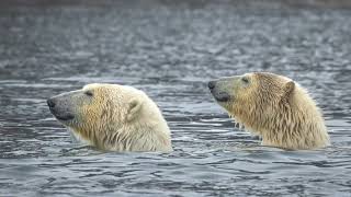 Polar Bears Playing In The Water 4K 62824 [upl. by Albemarle]