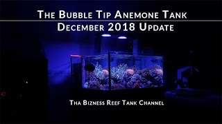 The Bubble Tip Anemone Tank History and Update for December 2018 [upl. by Otilopih763]