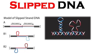 DNA structure  Slipped DNA [upl. by Ahcsim538]