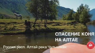 КОНЬ УПАЛ В РЕКУ И НЕ СМОГ ВЫБРАТЬСЯ АЛТАЙ РЕКА ЧУЛЫШМАН [upl. by Gibbs]