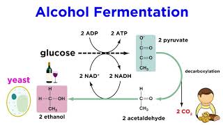 Anaerobic Respiration and Fermentation [upl. by Alexandrina]