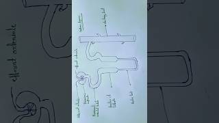 Nephron diagram class 10 th [upl. by Onileba642]