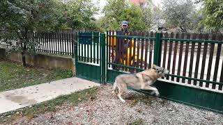 Czechoslovakian Wolfdogs Reaction When See the Postman [upl. by Lyrak]